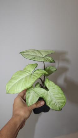 Sadnice - sobne biljke: Syngonium Podophyllum Arrowhead 